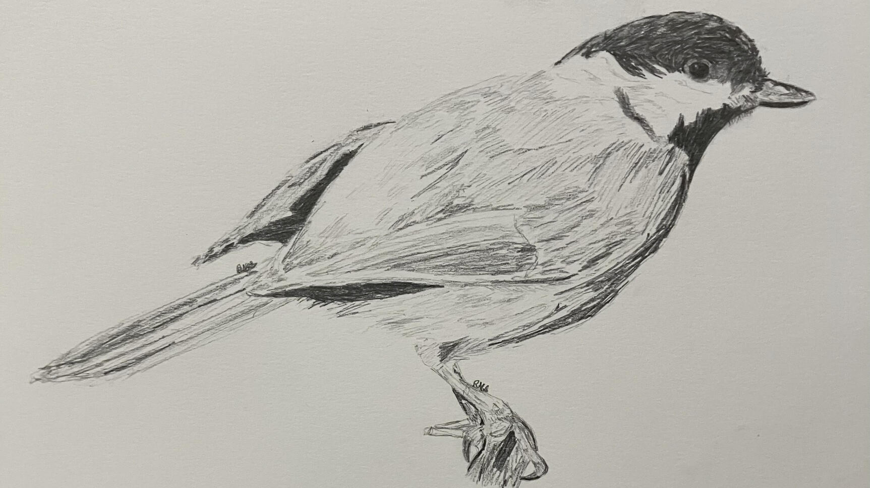 A photorealistic drawing of a Carolina chickadee, rendered fully in graphite on paper.