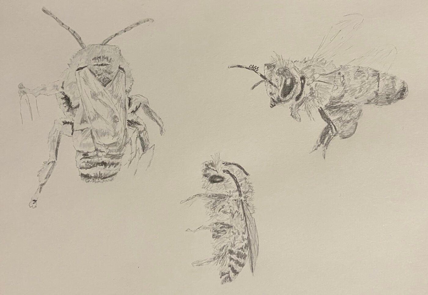 Bee Medley A graphite drawing of three bees found in Colorado - a long-horned bee (top left), western honeybee (top right), and sweat bee (bottom) - on sketchbook paper.