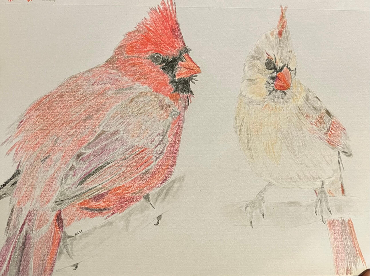 A graphite-outlined coloured pencil drawing of a male and female American cardinal (C. cardinalis) on sketchbook paper.