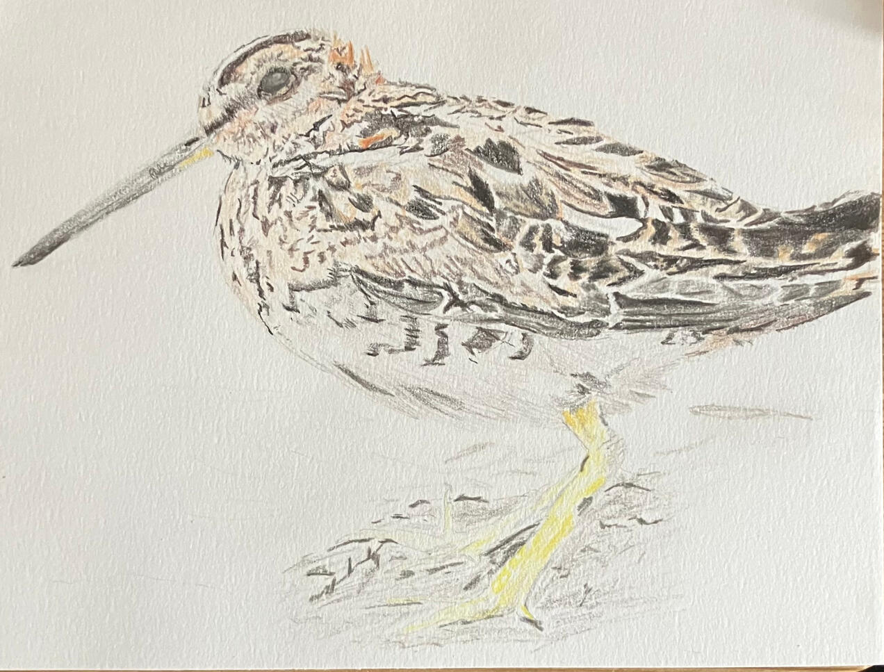 Snipe Hunt Successful A photorealistic drawing of a Wilson's snipe standing on a muddy riverbank, rendered in graphite and coloured pencil on paper.