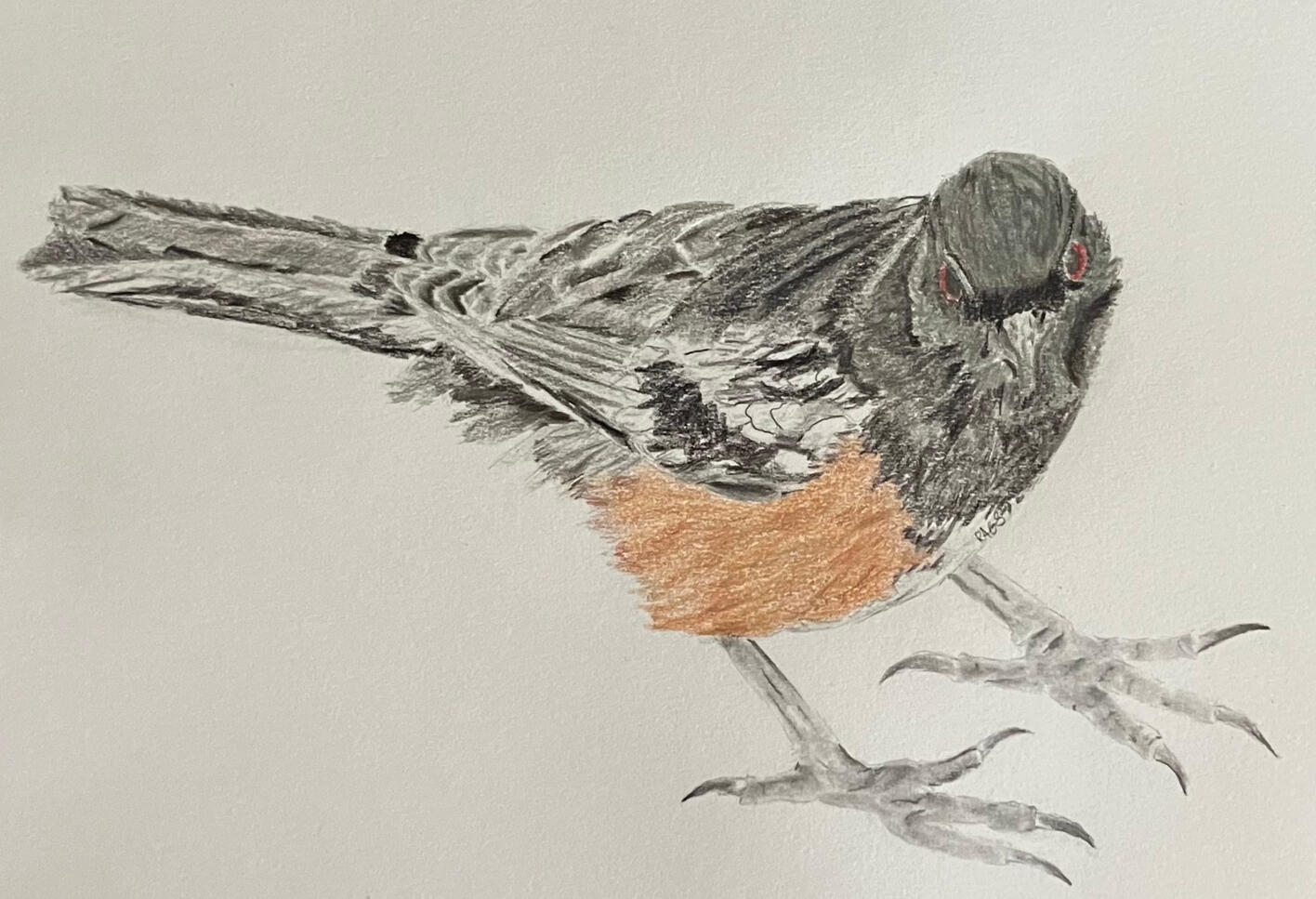 Spotted Towhee A photorealistic drawing of a spotted towhee, rendered in graphite and coloured pencil on paper.