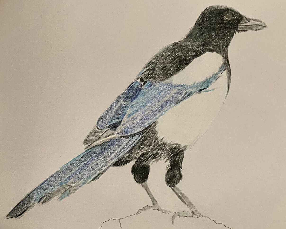 A graphite-outlined coloured pencil drawing of a black-billed magpie (P. hudsonia) on sketchbook paper.