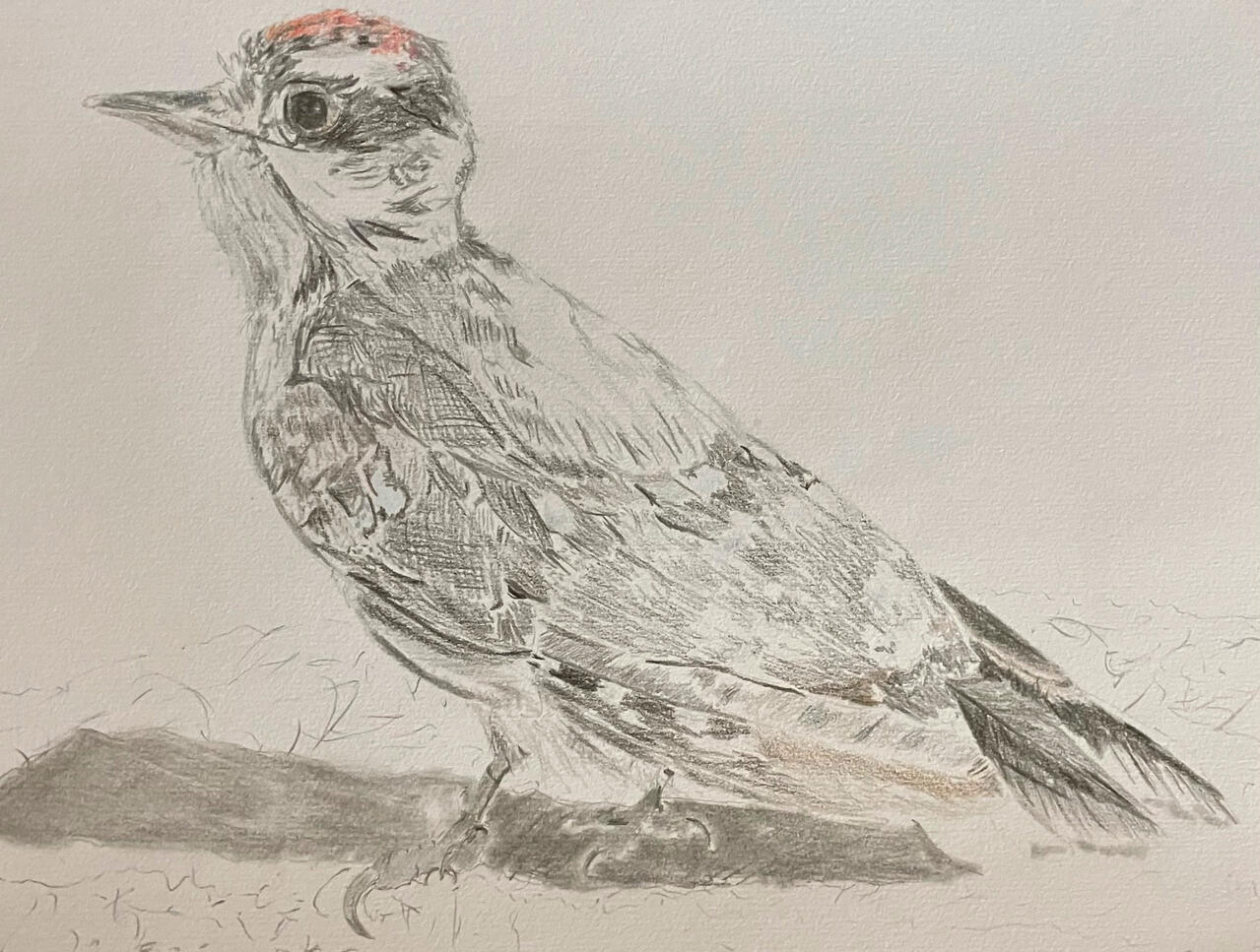 Downy Woodpecker A graphite-outlined coloured pencil drawing of a juvenile male downy woodpcker on sketchbook paper.