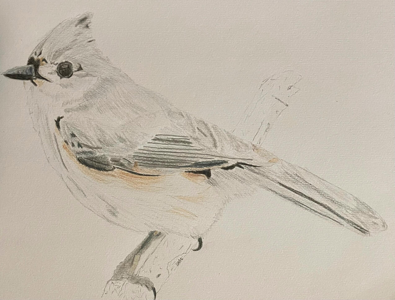 A graphite-outlined coloured pencil drawing of a tufted titmouse (B. bicolor) on sketchbook paper.
