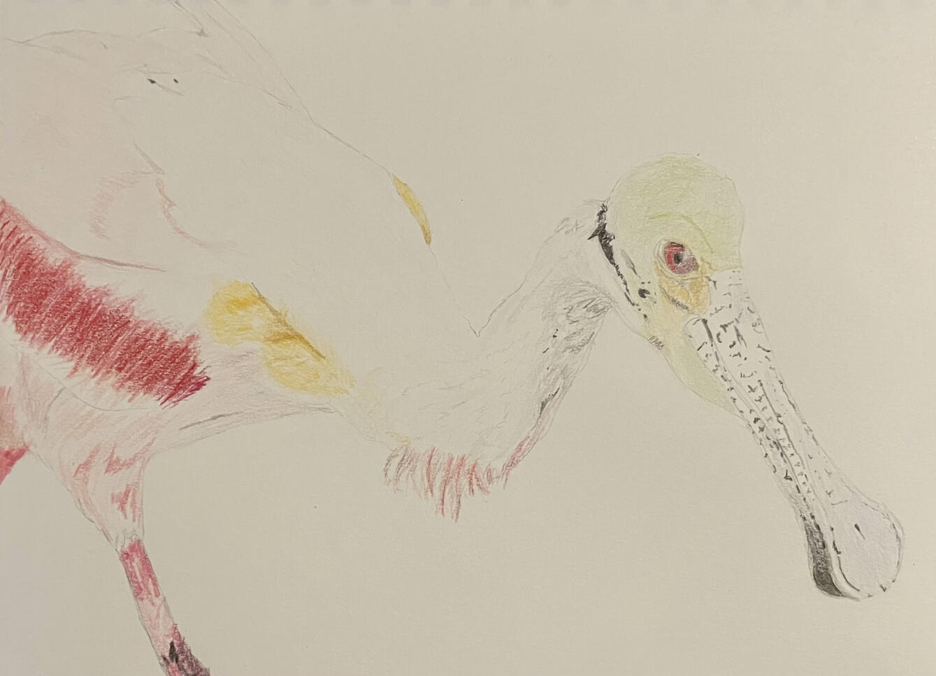 Roseate Spoonbill A photorealistic drawing of a roseate spoonbill, rendered in graphite and coloured pencil on paper.