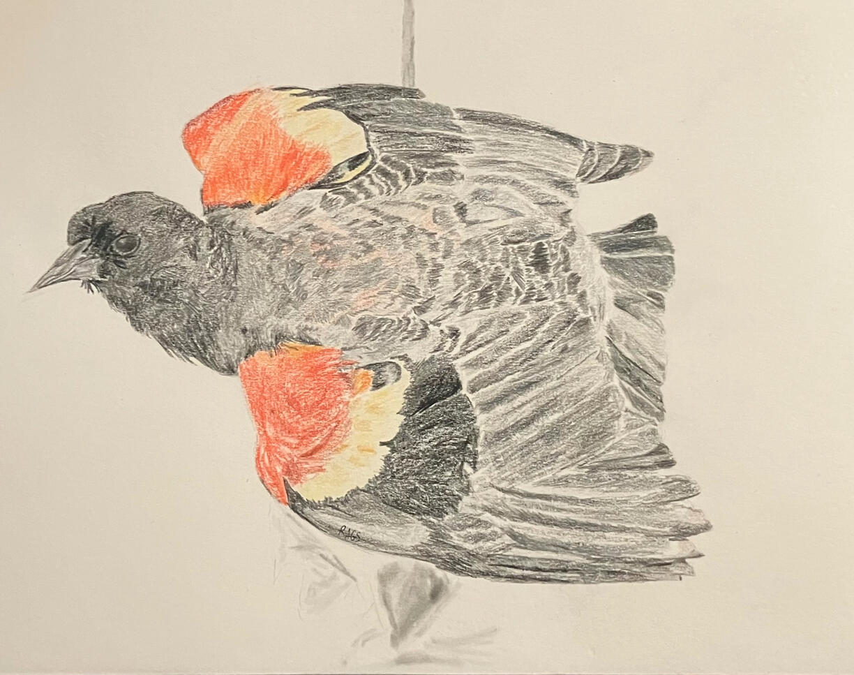A photorealistic drawing of a male red-winged blackbird perched on a reed, rendered in graphite and coloured pencil on paper.