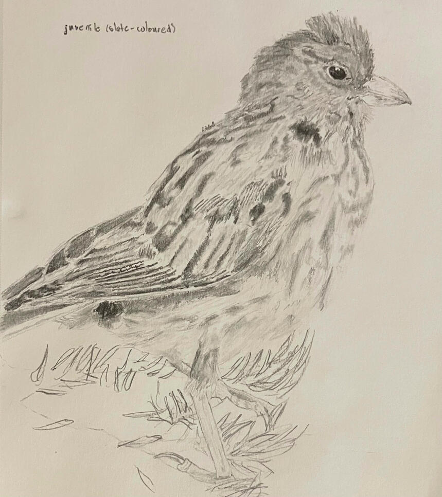 Dark-eyed Junco A graphite drawing of a juvenile dark-eyed junco of the slate-coloured variation on sketchbook paper.